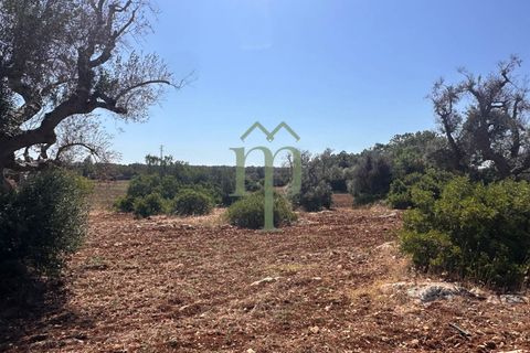 Ruinere i Carovigno, Brindisi, Carovigno - € 385.000 | Ref: Proprietà Pinea - foto 14